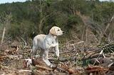 LABRADOR 139